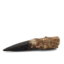 Spinosaurus Tooth - Fossil Specimen