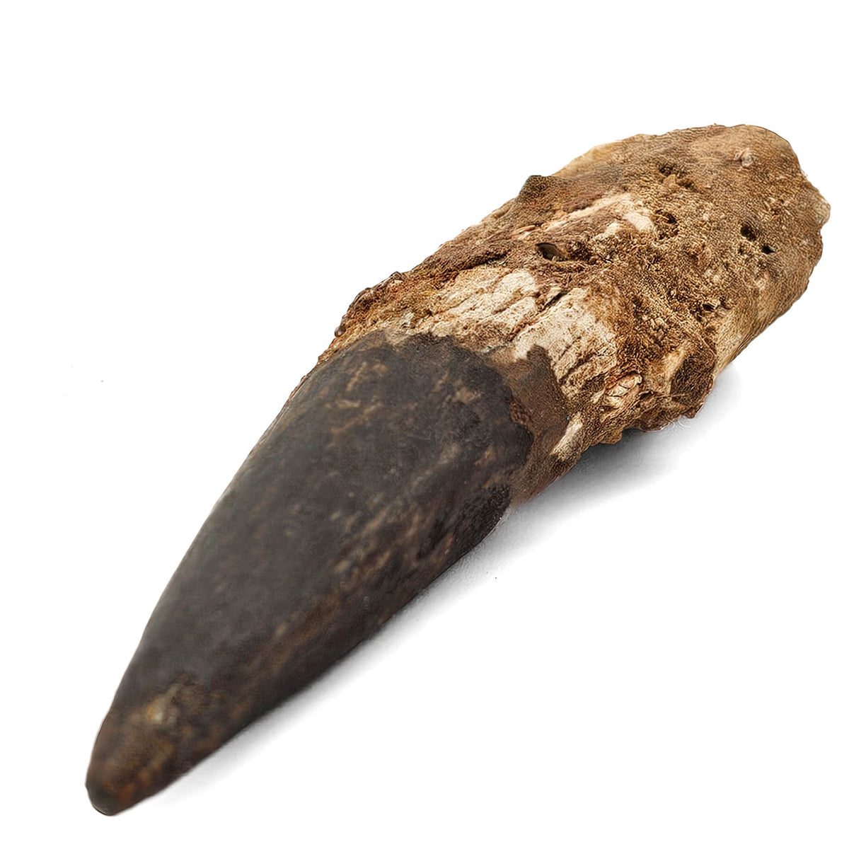 Spinosaurus Tooth fossil specimen from Kem Kem Beds, Sahara Desert, Morocco.