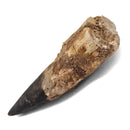 Spinosaurus Tooth - Fossil Specimen