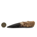 Spinosaurus Tooth - Fossil Specimen