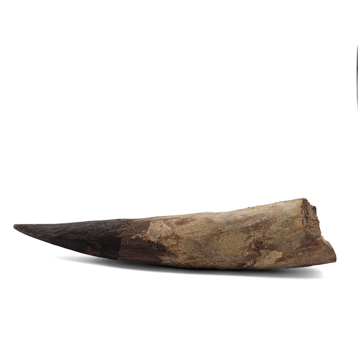 Spinosaurus Tooth fossil specimen from Kem Kem Beds, Sahara Desert, Morocco.