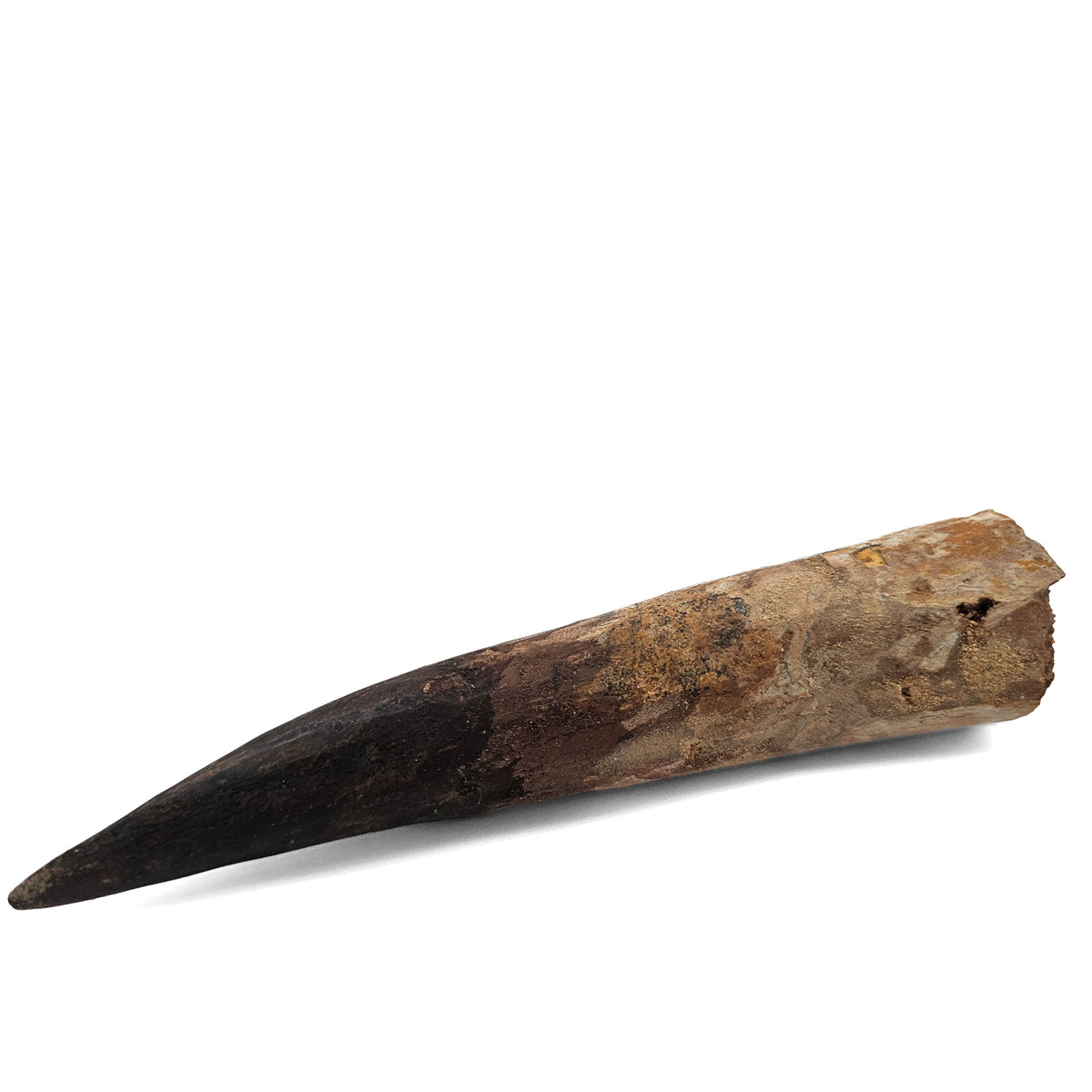 Spinosaurus Tooth fossil specimen from Kem Kem Beds, Sahara Desert, Morocco.