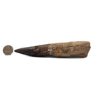 Spinosaurus Tooth - Fossil Specimen