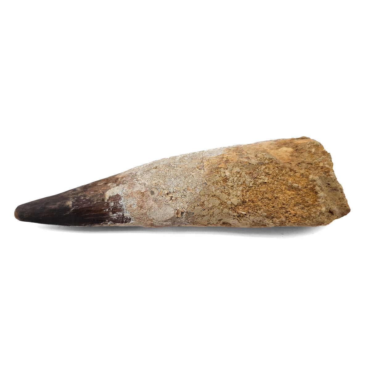 Spinosaurus Tooth fossil specimen from Kem Kem Beds, Sahara Desert, Morocco.