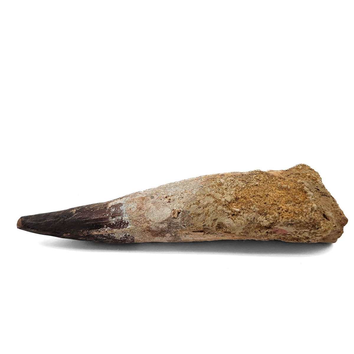 Spinosaurus Tooth fossil specimen from Kem Kem Beds, Sahara Desert, Morocco.