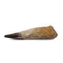 Spinosaurus Tooth - Fossil Specimen