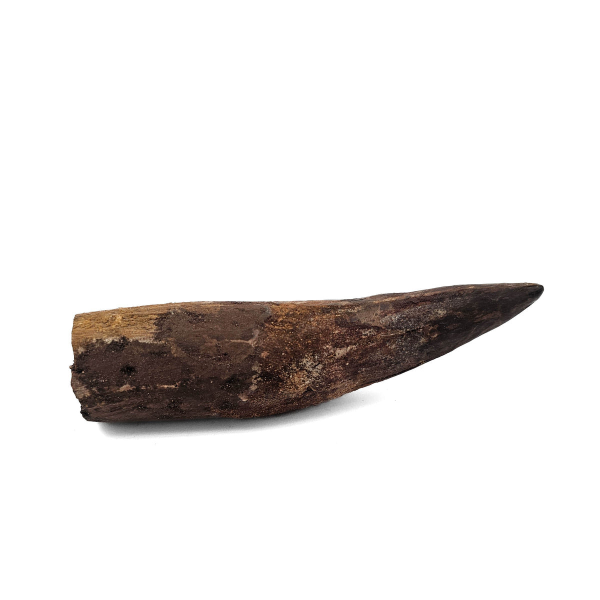 Spinosaurus Tooth fossil specimen from Kem Kem Beds, Sahara Desert, Morocco.