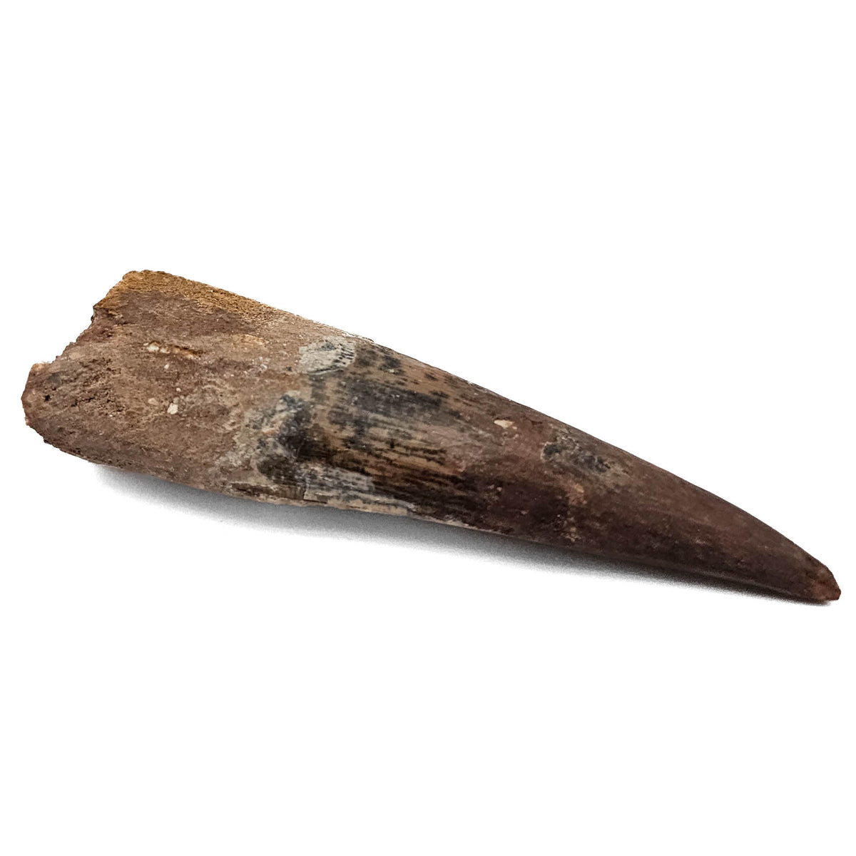 Spinosaurus Tooth fossil specimen from Kem Kem Beds, Sahara Desert, Morocco.