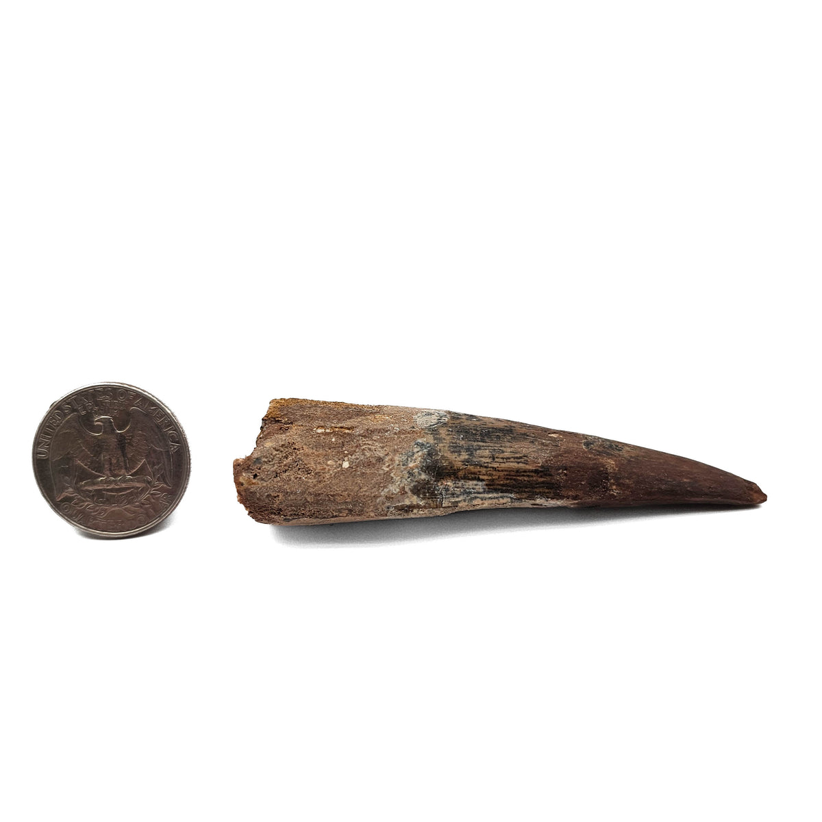 Spinosaurus Tooth fossil specimen from Kem Kem Beds, Sahara Desert, Morocco.