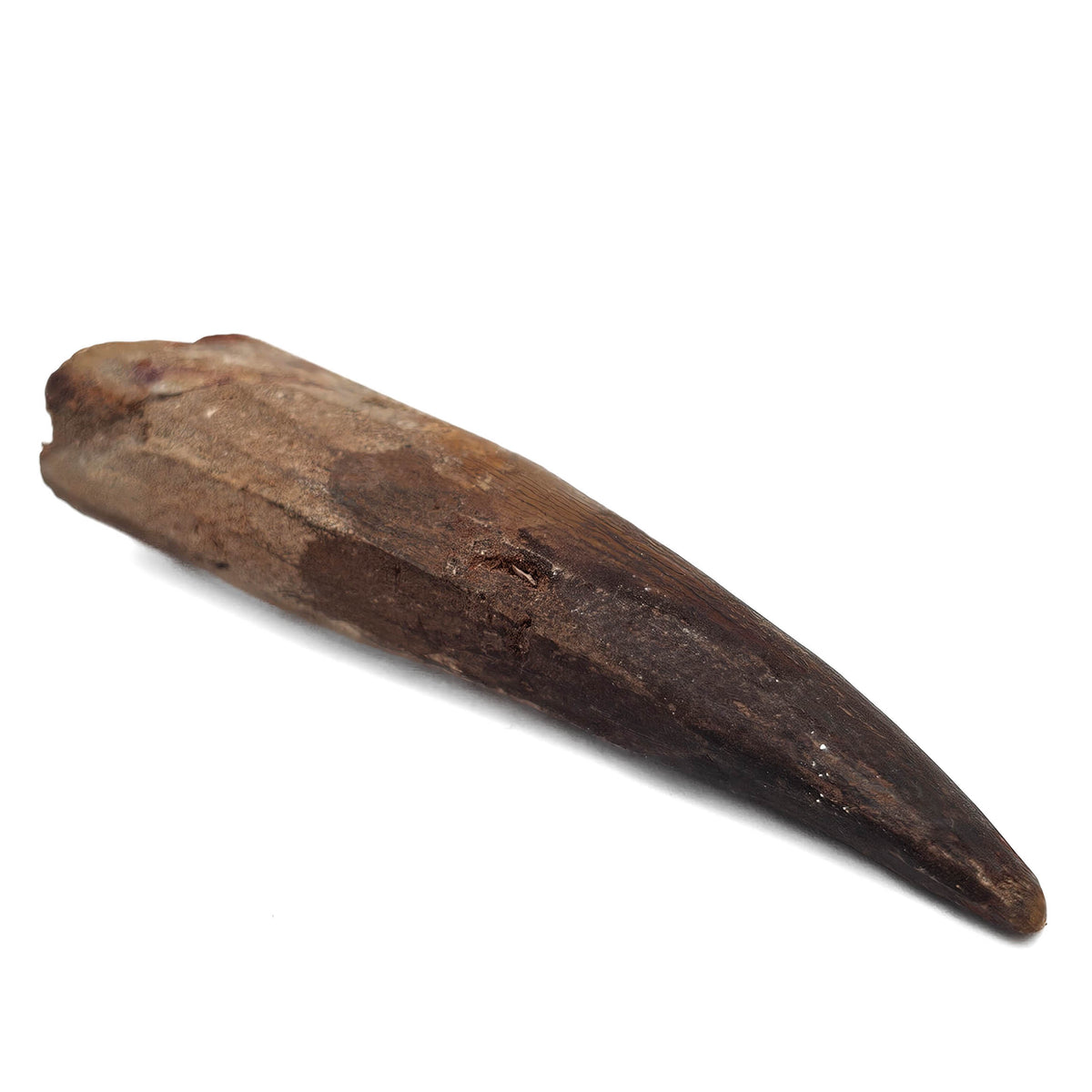 Spinosaurus Tooth fossil specimen from Kem Kem Beds, Sahara Desert, Morocco.