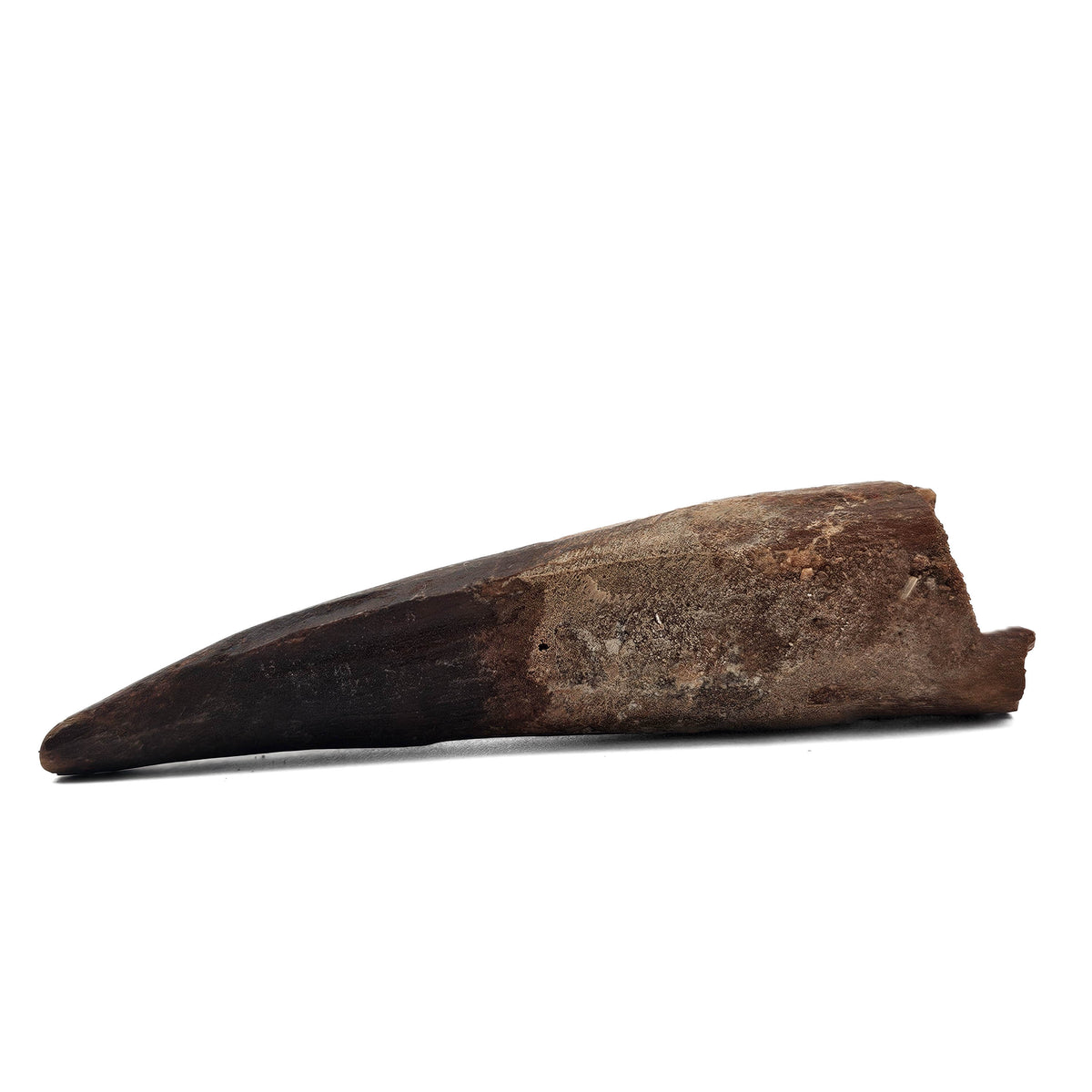 Spinosaurus Tooth fossil specimen from Kem Kem Beds, Sahara Desert, Morocco.