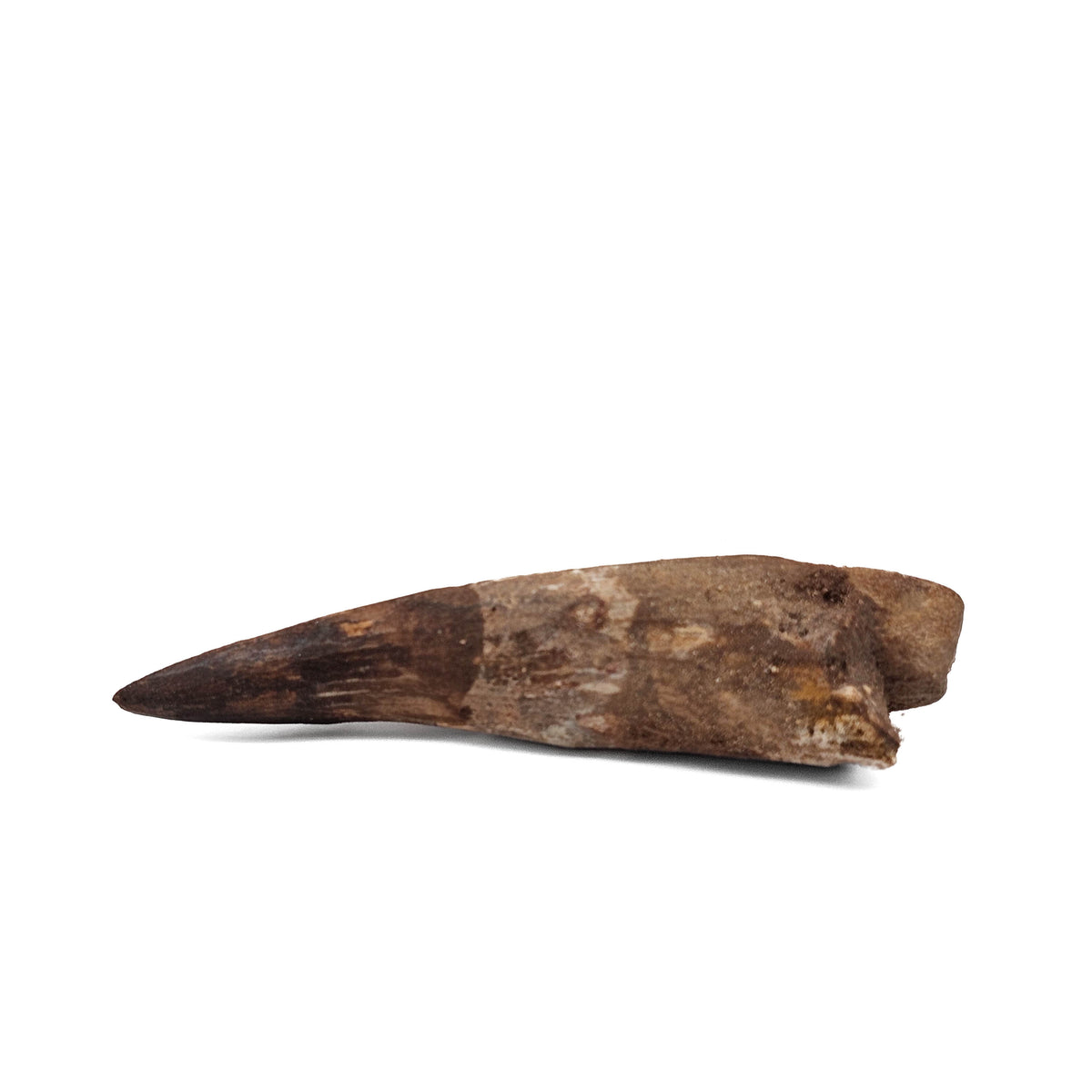 Spinosaurus Tooth fossil specimen from Kem Kem Beds, Sahara Desert, Morocco.