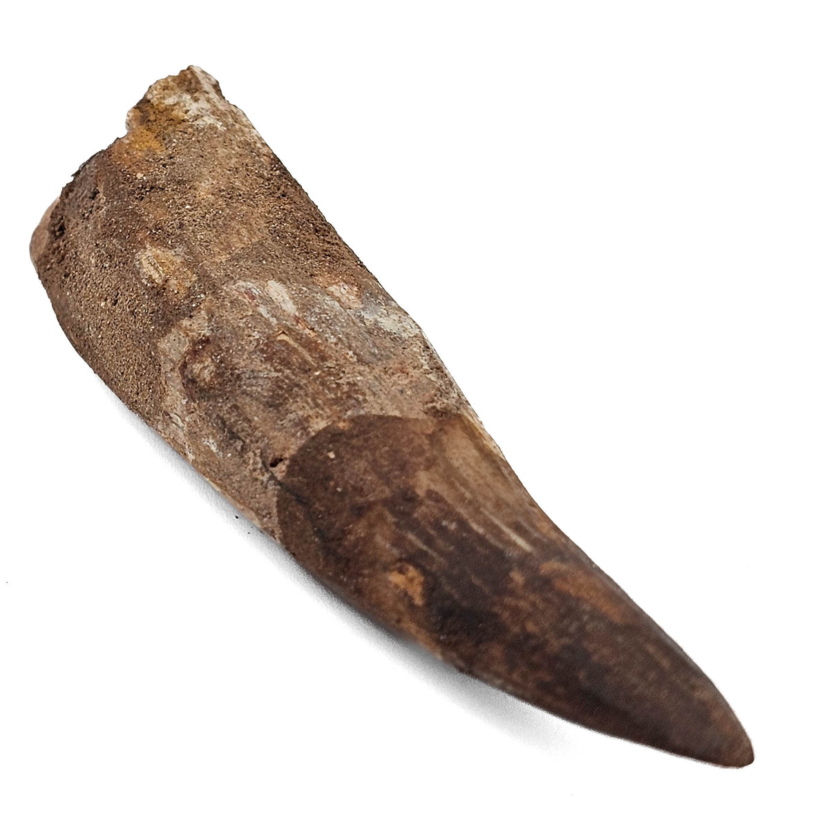 Spinosaurus Tooth fossil specimen from Kem Kem Beds, Sahara Desert, Morocco.