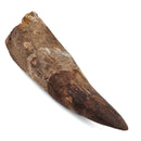 Spinosaurus Tooth - Fossil Specimen