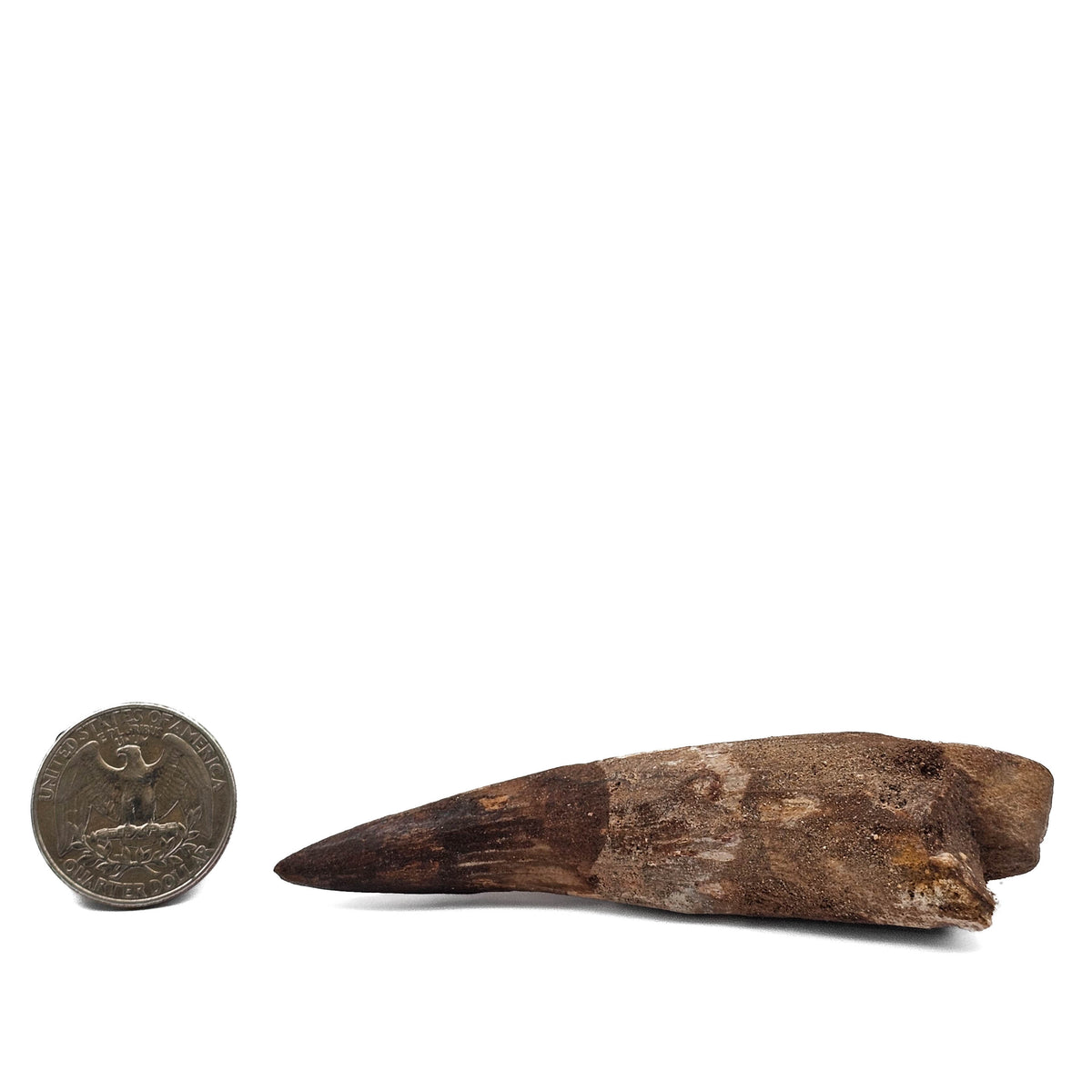 Spinosaurus Tooth fossil specimen from Kem Kem Beds, Sahara Desert, Morocco.