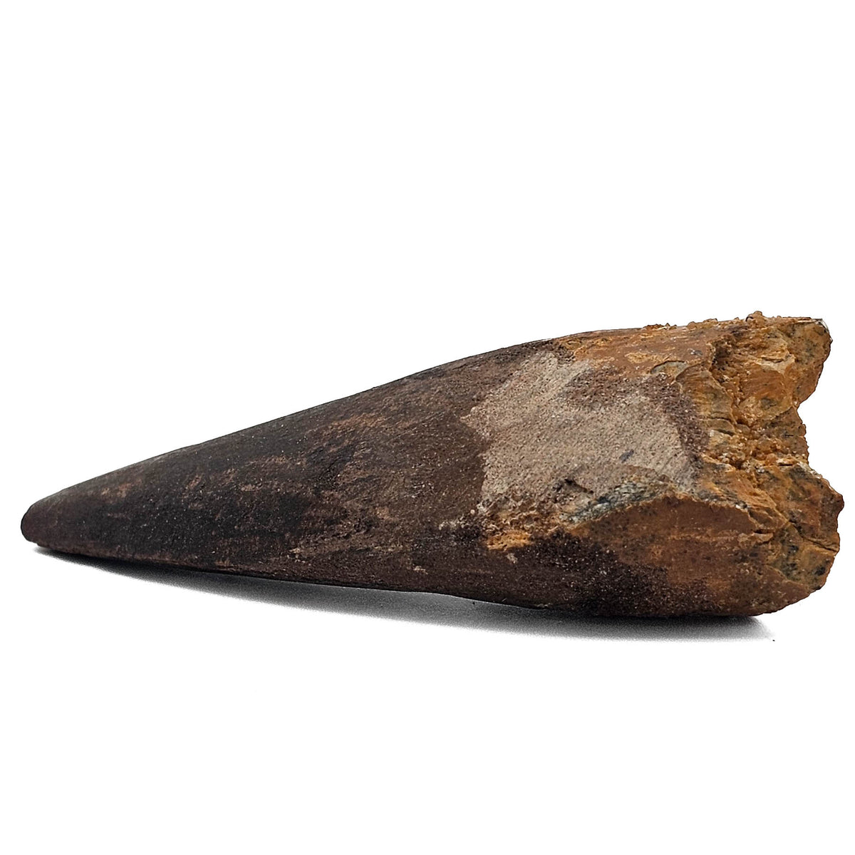 Spinosaurus Tooth fossil specimen from Kem Kem Beds, Sahara Desert, Morocco.