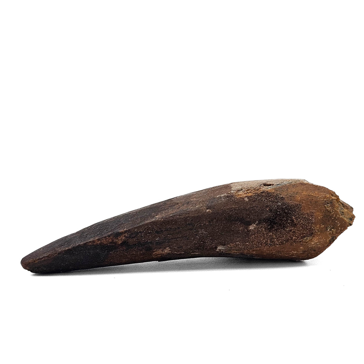 Spinosaurus Tooth fossil specimen from Kem Kem Beds, Sahara Desert, Morocco.