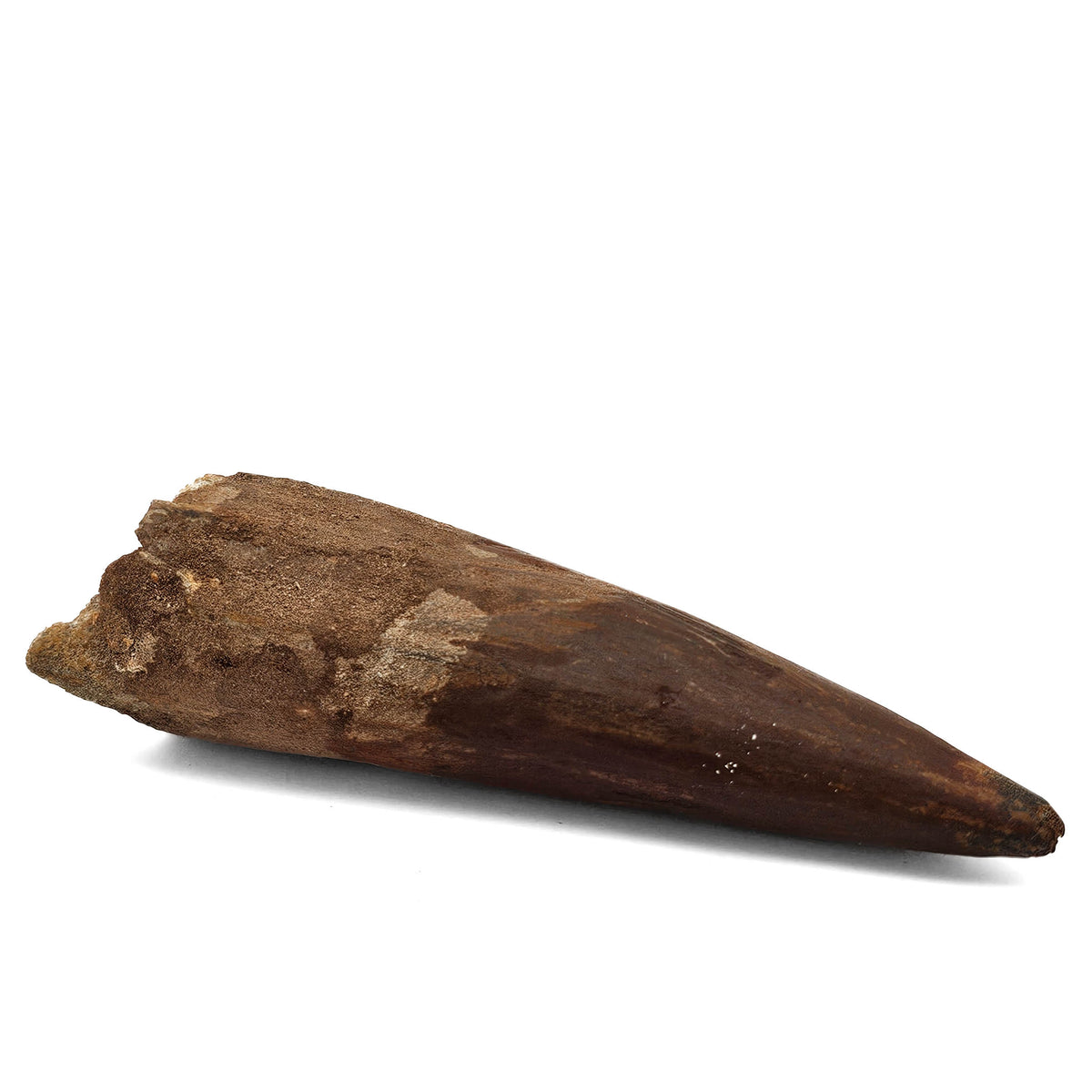 Spinosaurus Tooth fossil specimen from Kem Kem Beds, Sahara Desert, Morocco.