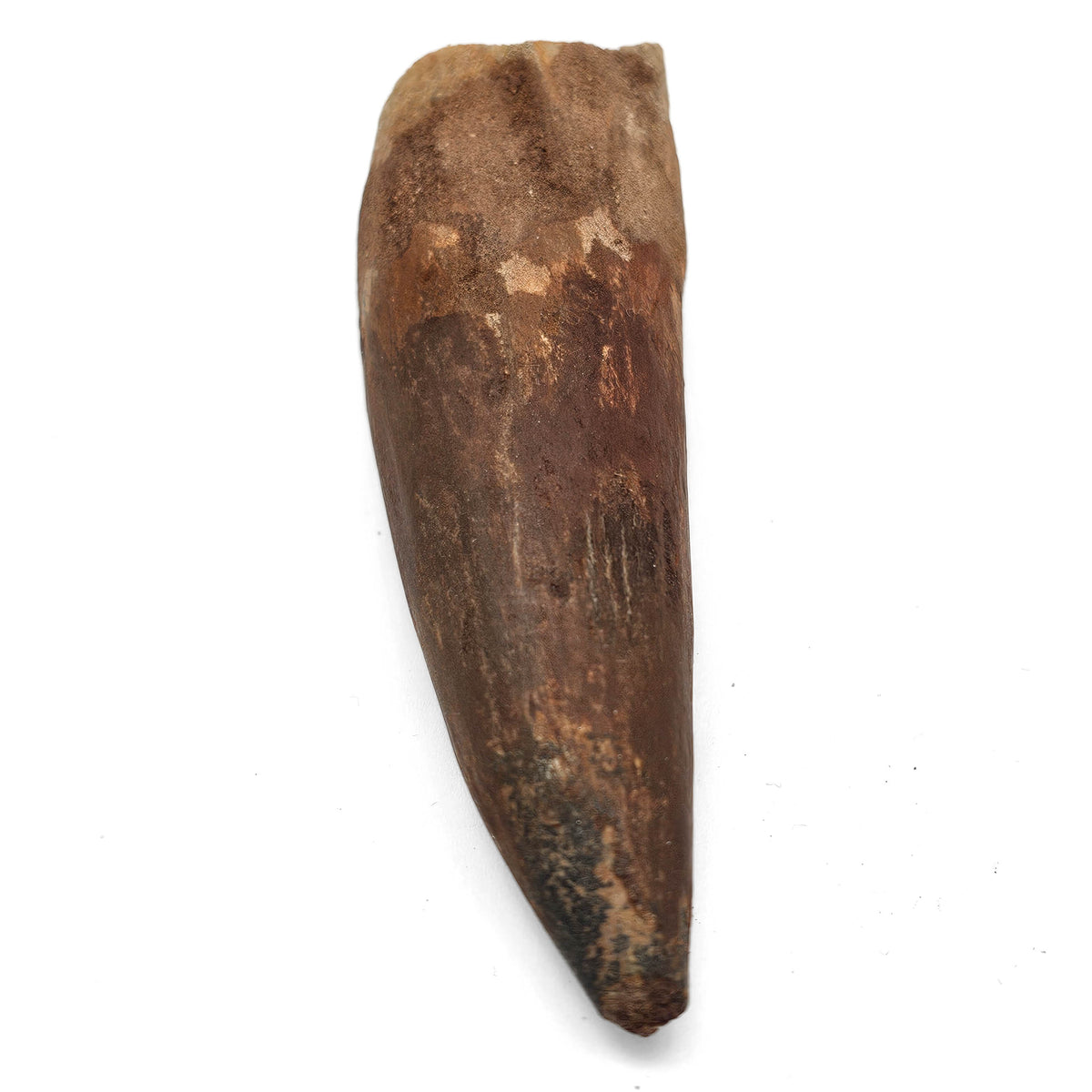 Spinosaurus Tooth fossil specimen from Kem Kem Beds, Sahara Desert, Morocco.