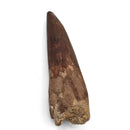 Spinosaurus Tooth - Fossil Specimen