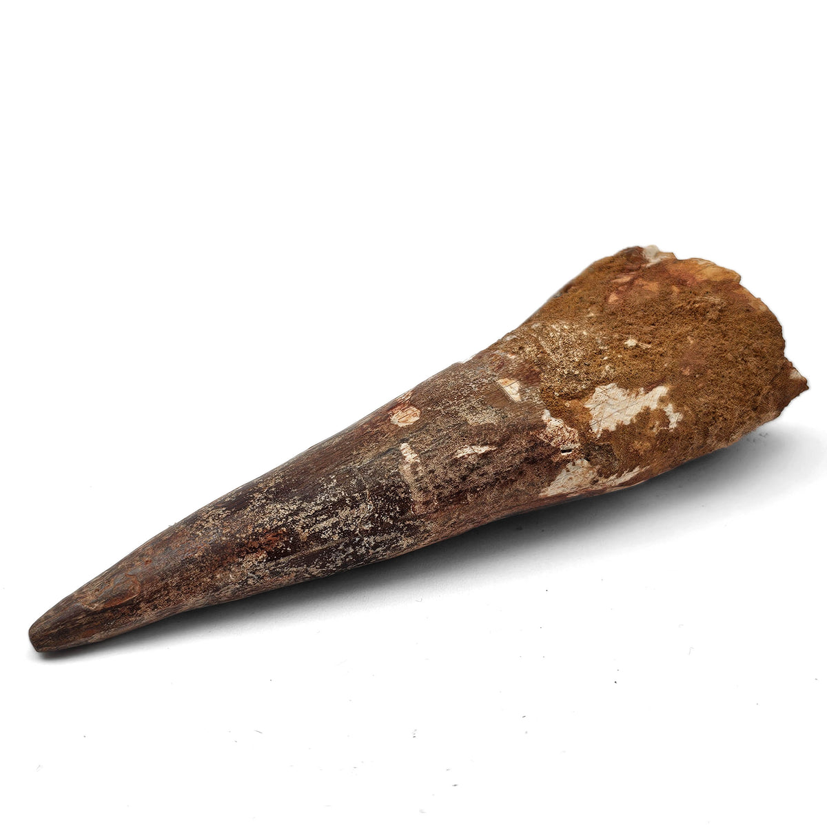 Spinosaurus Tooth fossil specimen from Kem Kem Beds, Sahara Desert, Morocco.