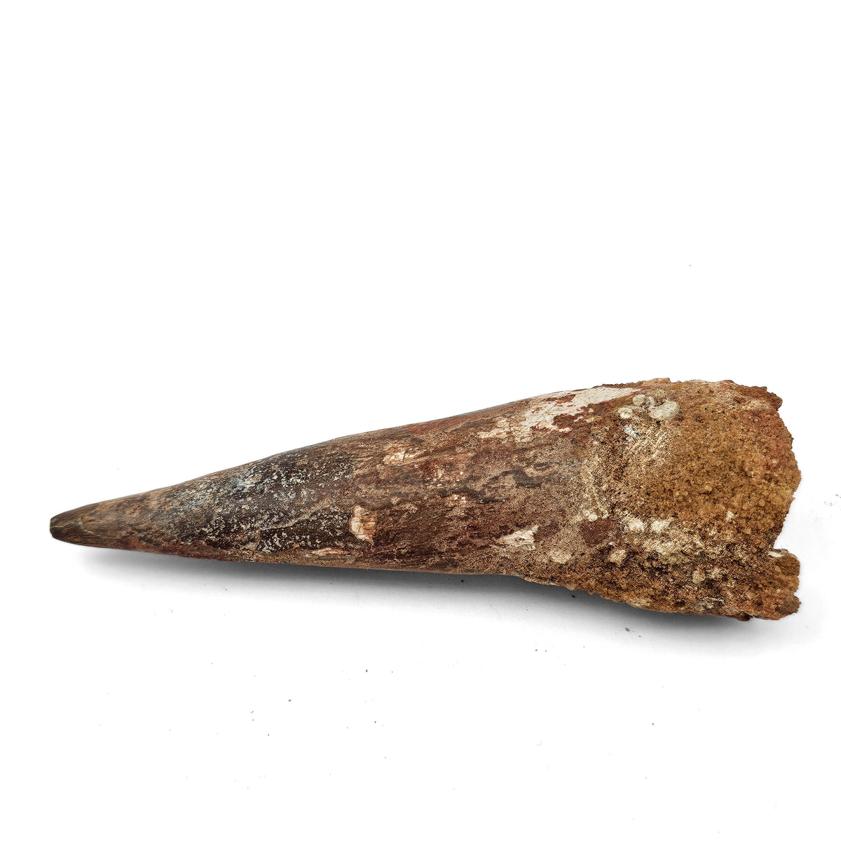 Spinosaurus Tooth fossil specimen from Kem Kem Beds, Sahara Desert, Morocco.