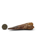 Spinosaurus Tooth - Fossil Specimen