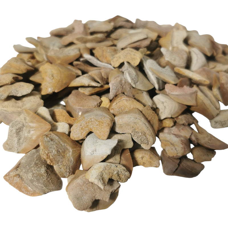 Otodus 属鲨鱼牙齿 - 化石