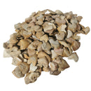 Otodus 属鲨鱼牙齿 - 化石