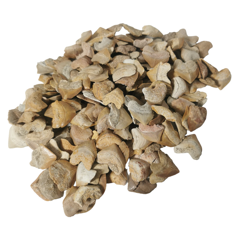 Otodus 属鲨鱼牙齿 - 化石