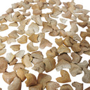 Otodus 属鲨鱼牙齿 - 化石