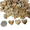 Otodus 属鲨鱼牙齿 - 化石