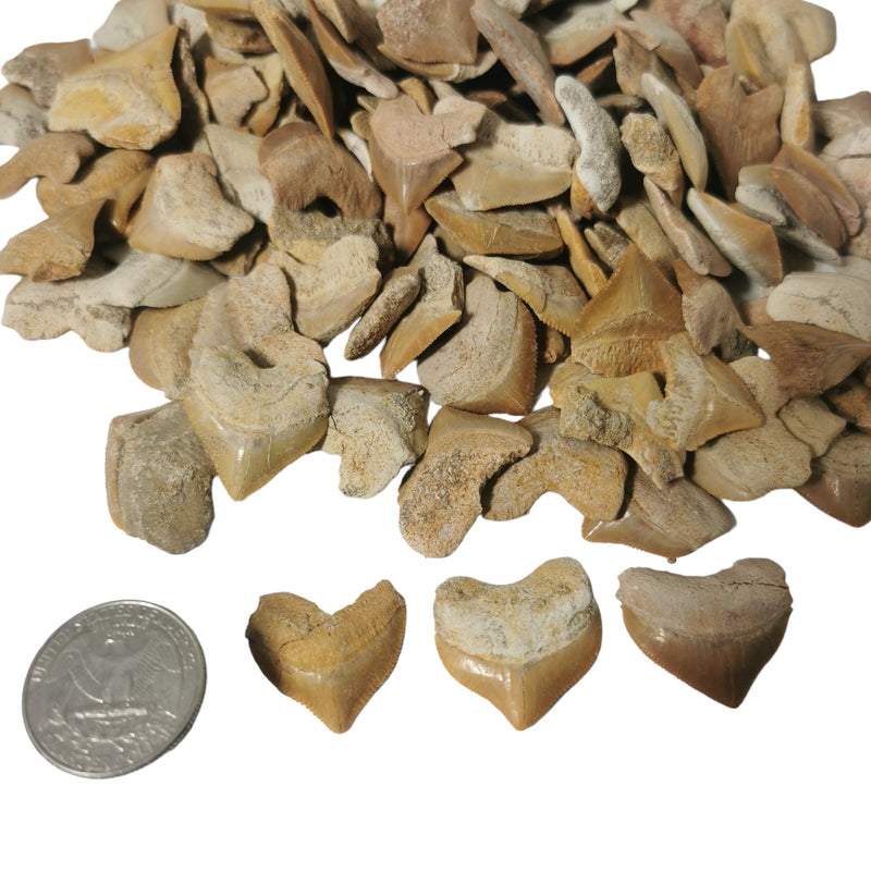 Otodus 属鲨鱼牙齿 - 化石