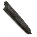 Swordfish Bill Fragment - Fossil Specimen