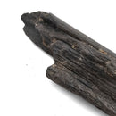 Swordfish Bill Fragment - Fossil Specimen