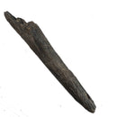 Swordfish Bill Fragment - Fossil Specimen