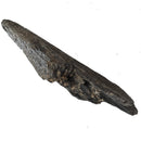 Swordfish Bill Fragment - Fossil Specimen