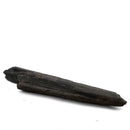 Swordfish Bill Fragment - Fossil Specimen