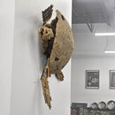 Toxochelys Sea Turtle - Fossil Wall Mounted - Statement Specimen
