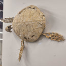 Toxochelys Sea Turtle - Fossil Wall Mounted - Statement Specimen