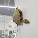 Toxochelys Sea Turtle - Fossil Wall Mounted - Statement Specimen
