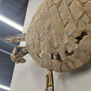 Toxochelys Sea Turtle - Fossil Wall Mounted - Statement Specimen
