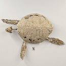 Toxochelys Sea Turtle - Fossil Wall Mounted - Statement Specimen