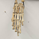 Toxochelys Sea Turtle - Fossil Wall Mounted - Statement Specimen