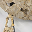 Toxochelys Sea Turtle - Fossil Wall Mounted - Statement Specimen