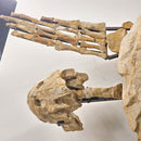 Toxochelys Sea Turtle - Fossil Wall Mounted - Statement Specimen