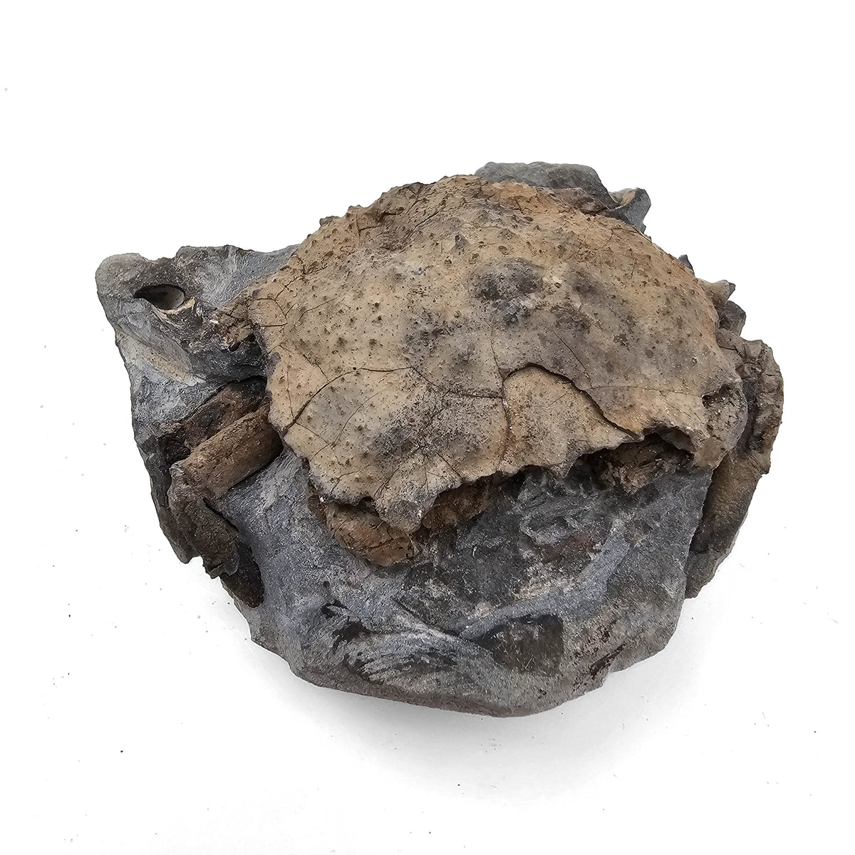 Crab trichopeltarion-greggi fossil specimen.