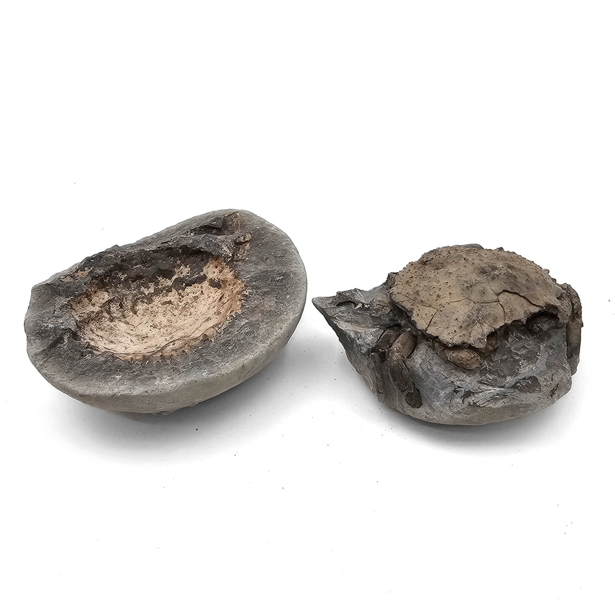 Crab trichopeltarion-greggi fossil specimen.