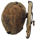 Acadoparadoxides Trilobite - Hinged Frame Wall Mount - Fossil Statement Specimen