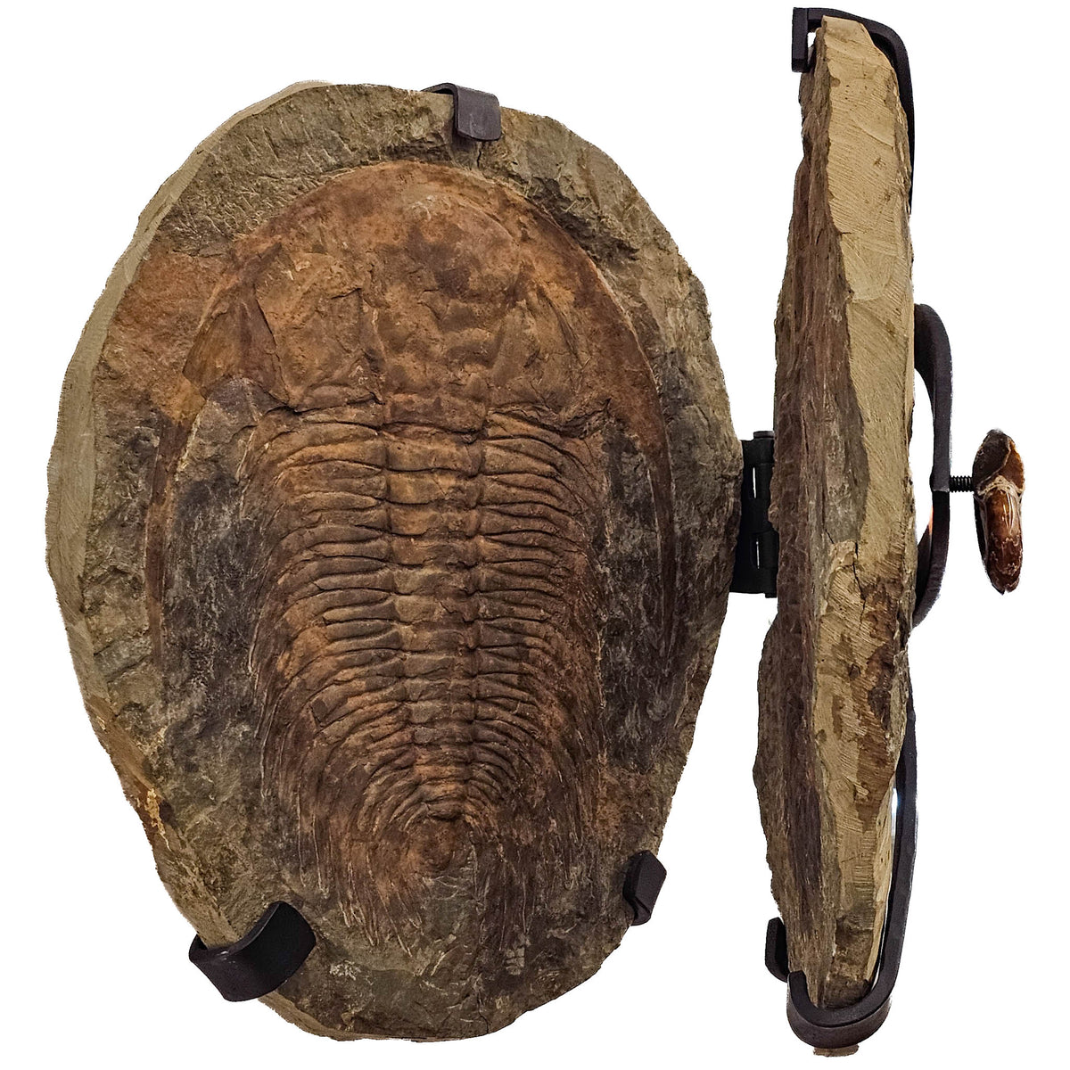 Acadoparadoxides levisettii Trilobite hinged frame wall mount fossil statement specimen, Jbel Wawrmast Formation, Cambrian Stage 4–Wuliuan.